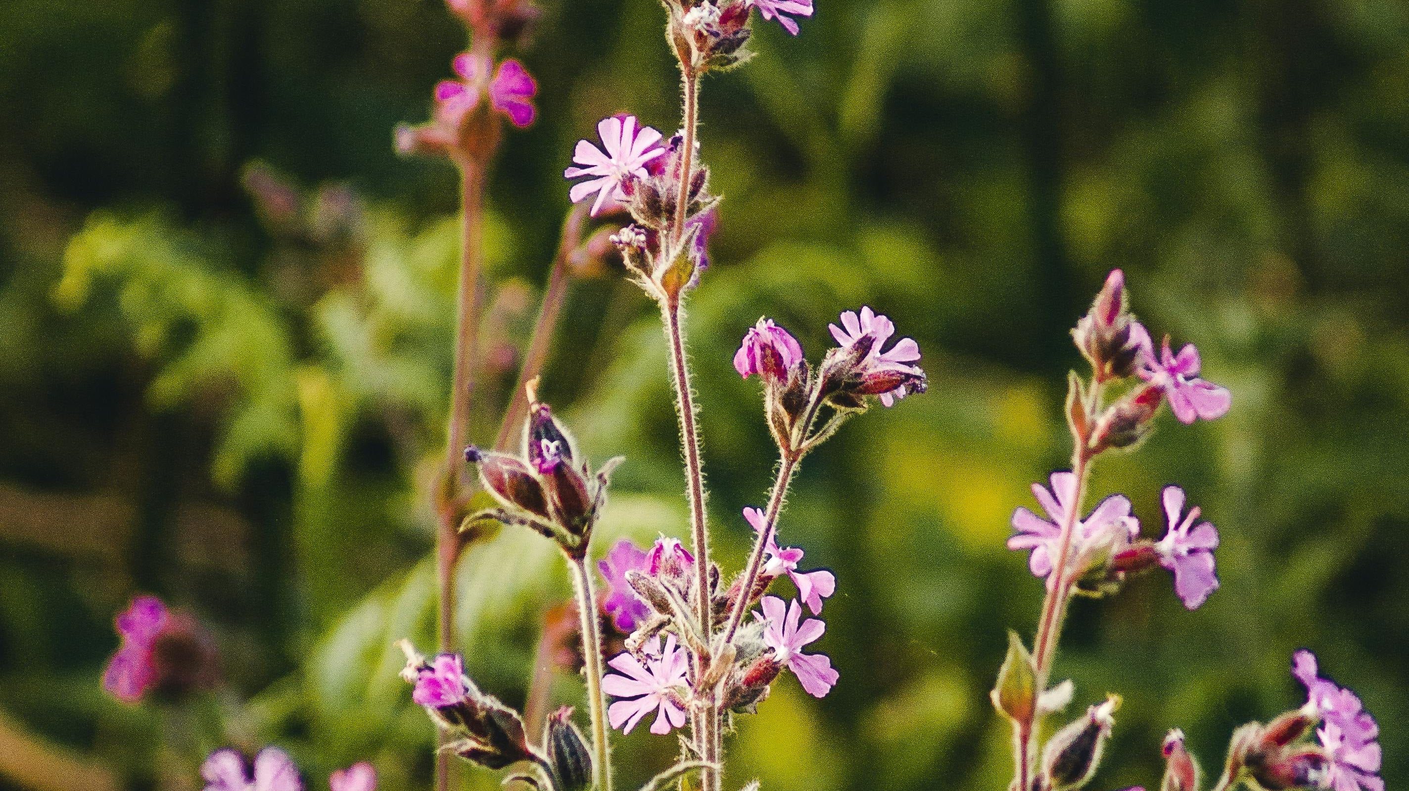 Celebrate Gardening Week with Fragrance & Flourish: The Charles Farris Guide