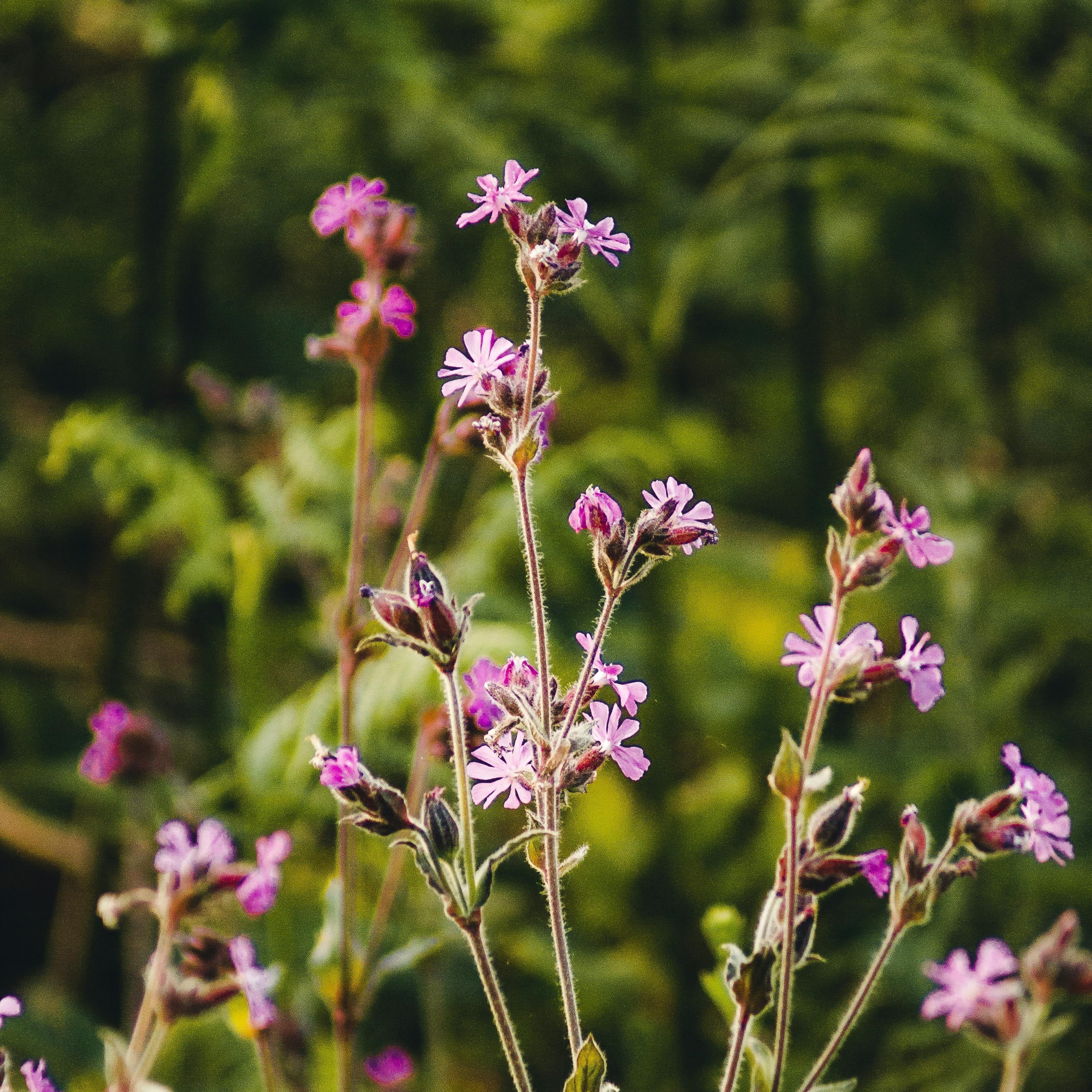 Celebrate Gardening Week with Fragrance & Flourish: The Charles Farris Guide
