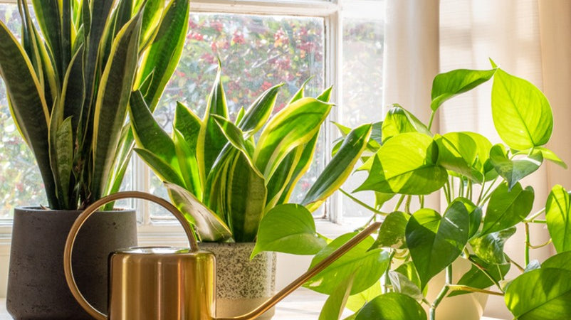 How to Incorporate More Greenery Into Your Home This Spring