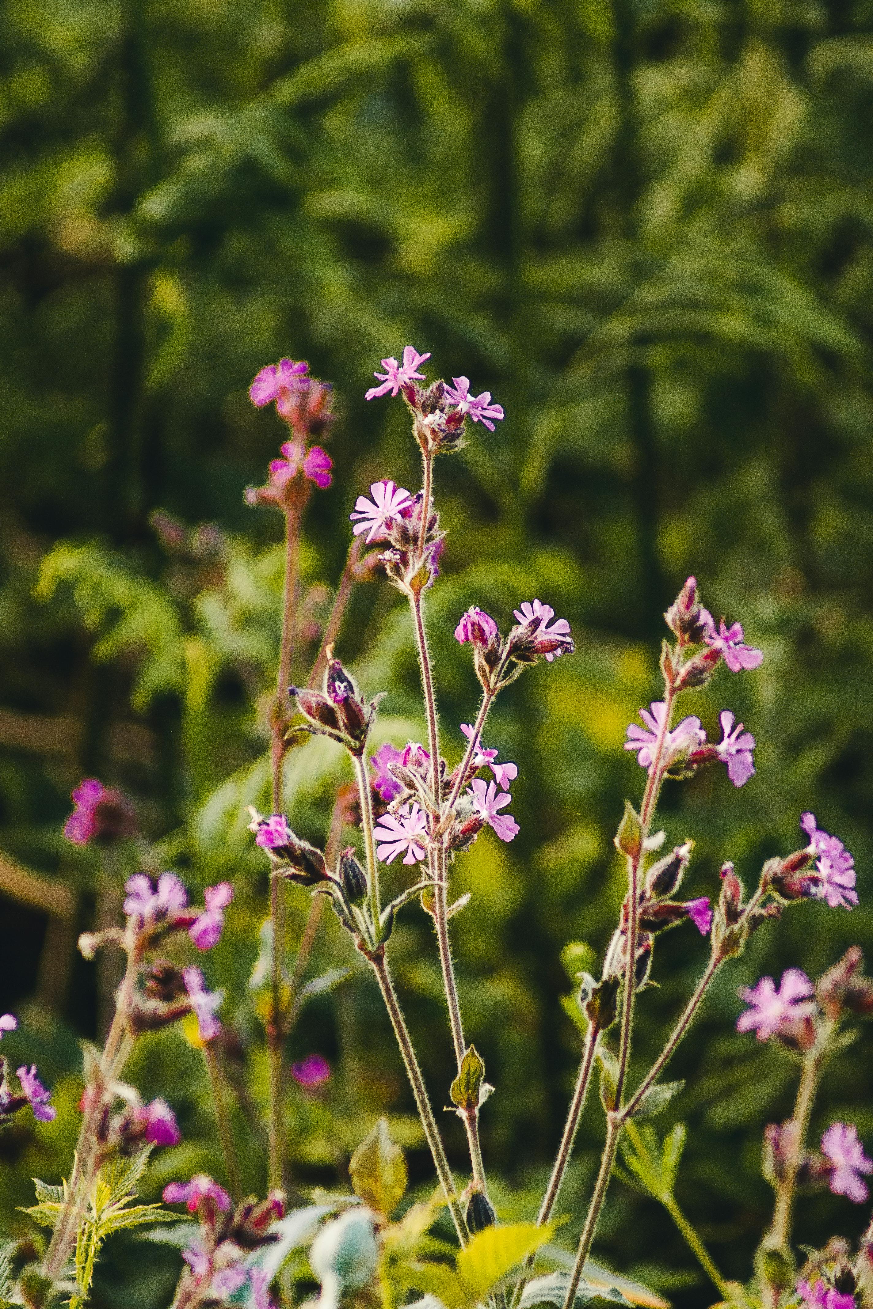 Celebrate Gardening Week with Fragrance & Flourish: The Charles Farris Guide