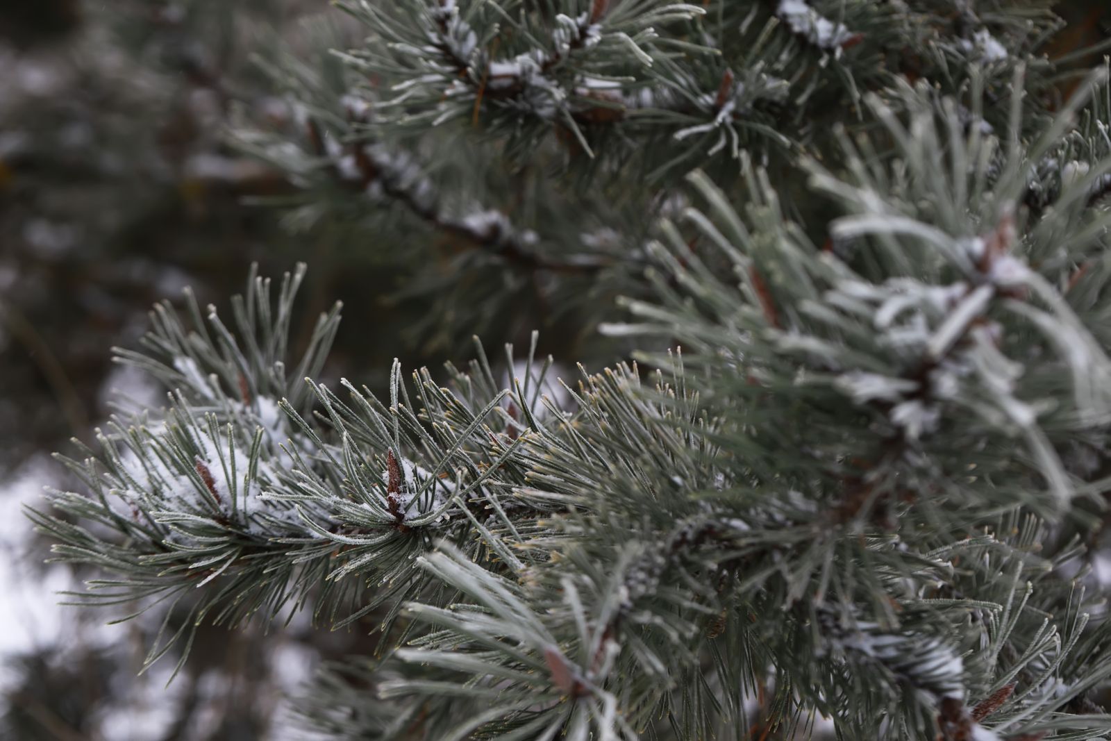 Prepare Your Home for the Festive Season with Fragrance