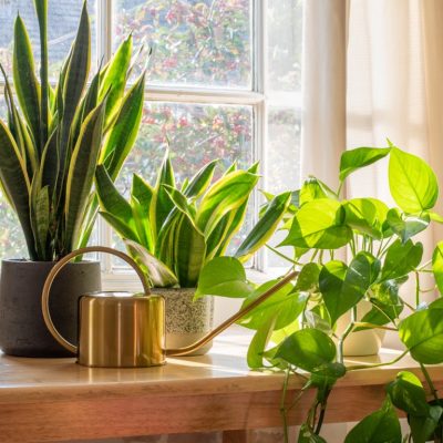 plants in home