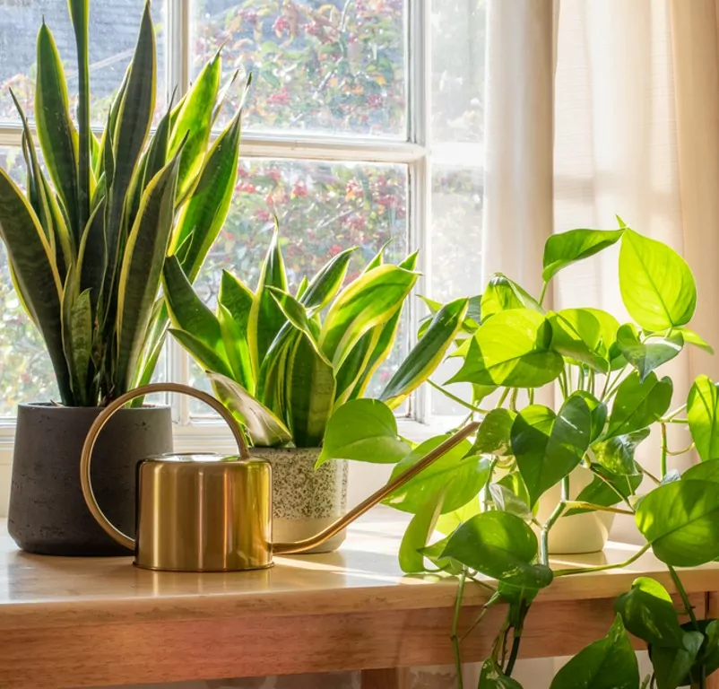 plants in home